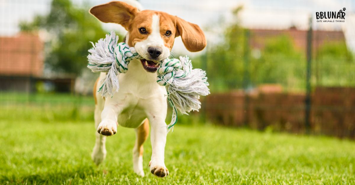 Good dog health needs exercising