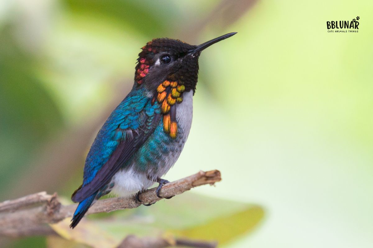 Tiny Mammals - Bee Hummingbird