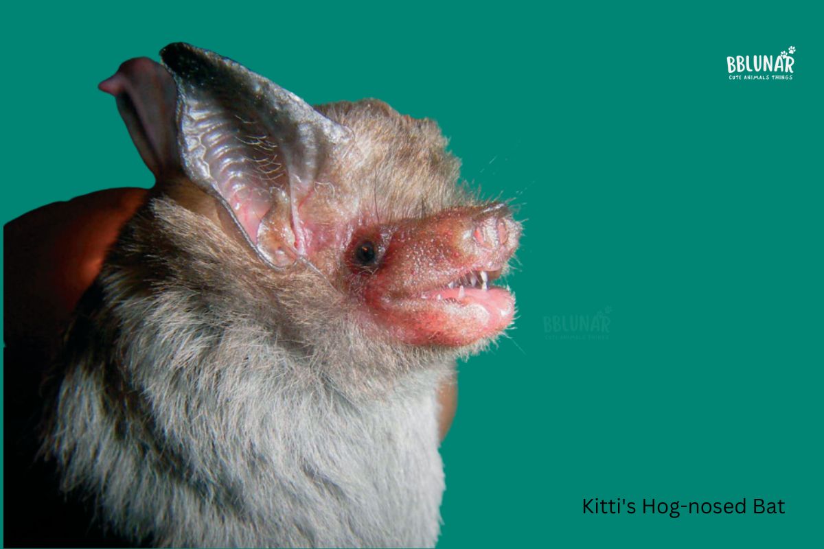 Tiny Mammals - Bumblebee Bat or Kitti's Hog-nosed Bat.jpg