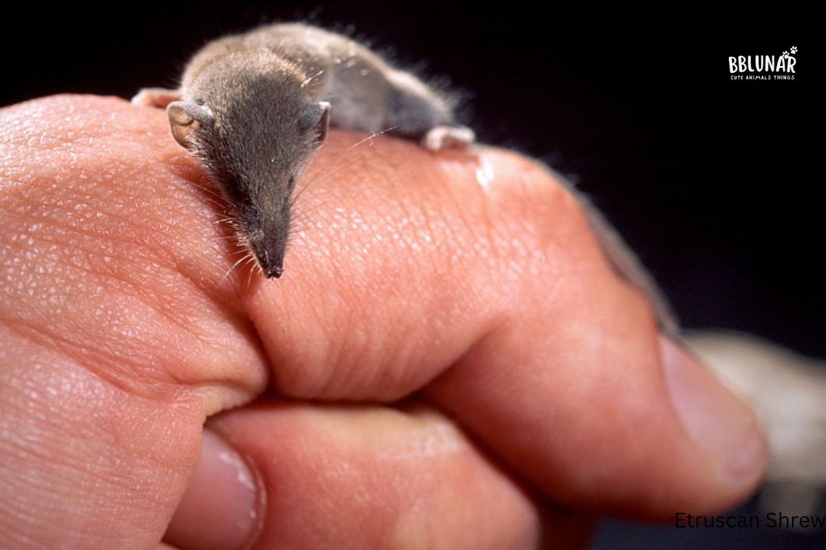 Tiny Mammals - Etruscan Shrew