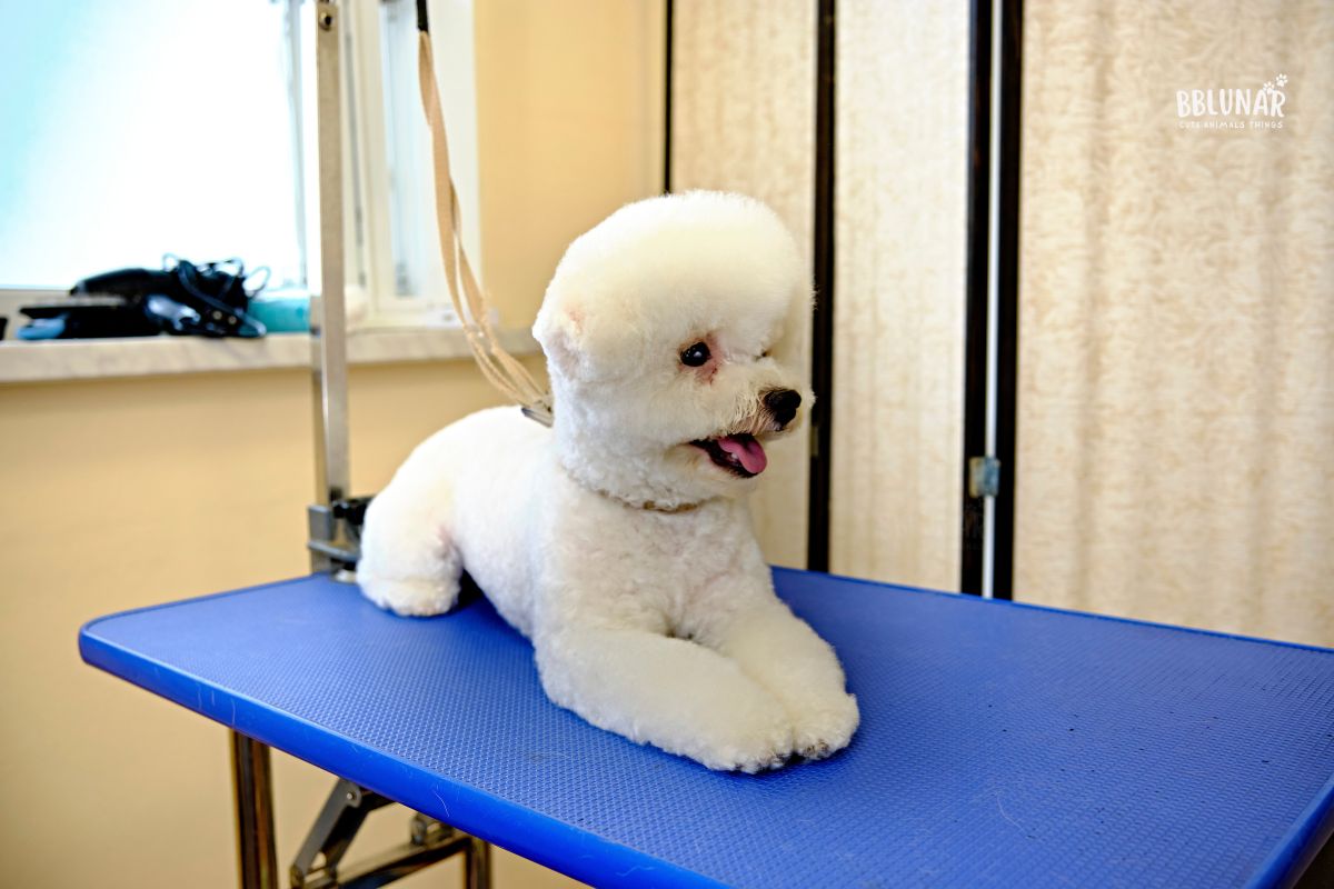 Luxurious Dog Breeds - Bichon Frise