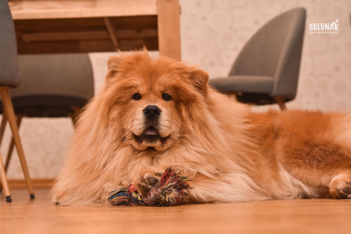 Luxurious Dog Breeds - Chow chow