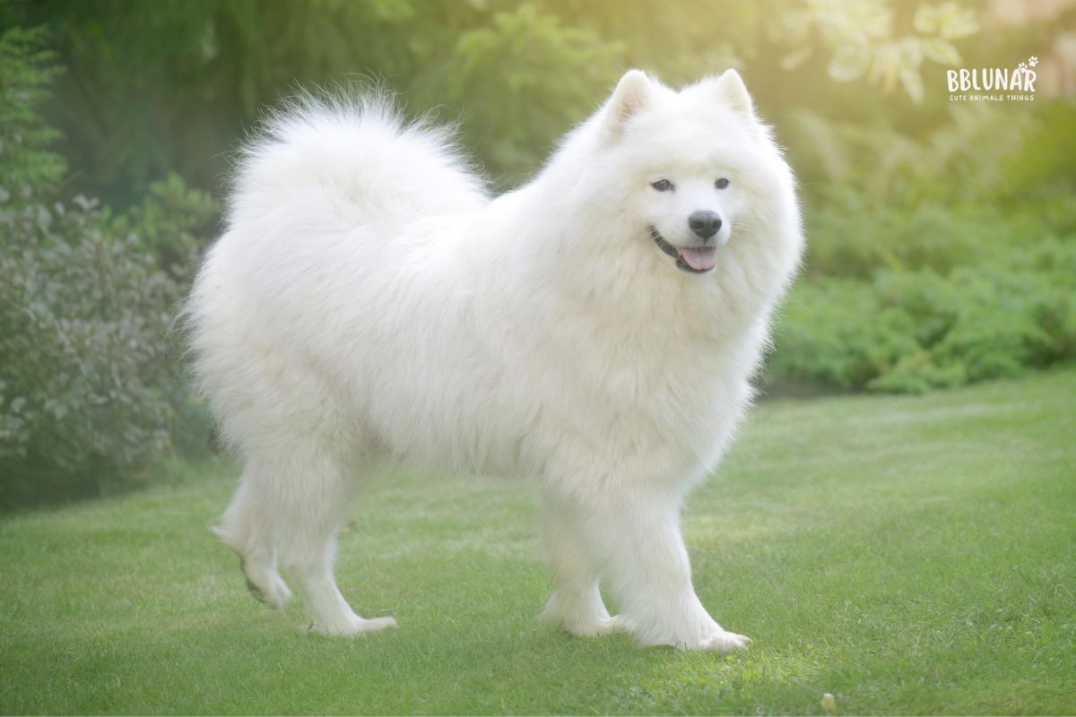 Luxurious Dog Breeds - Samoyed