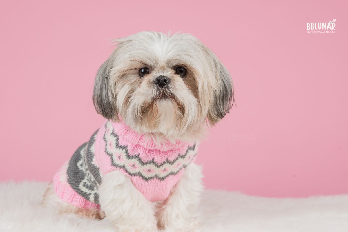 Luxurious Dog Breeds - Shih Tzu