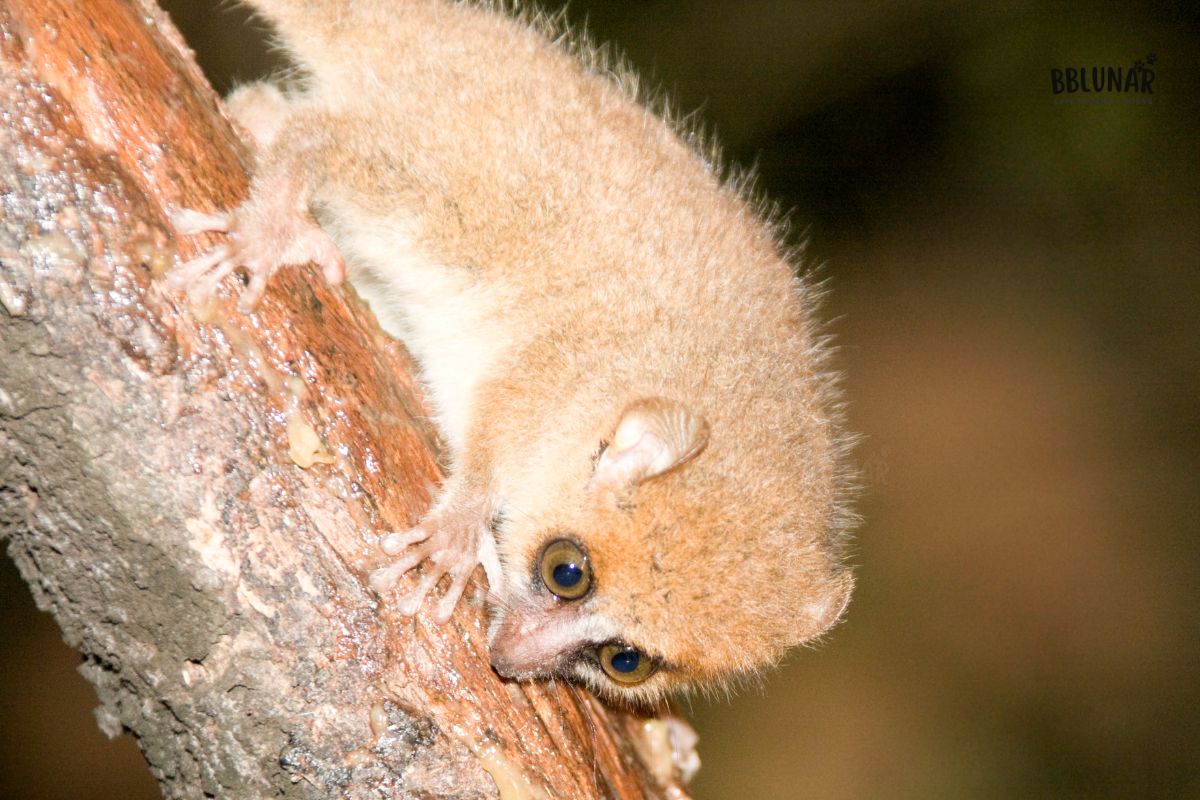 Tiny Mammals - Mouse lemur